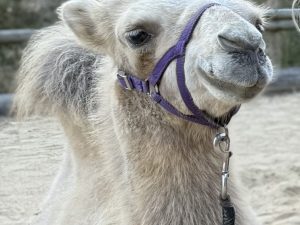 Trampeltiere