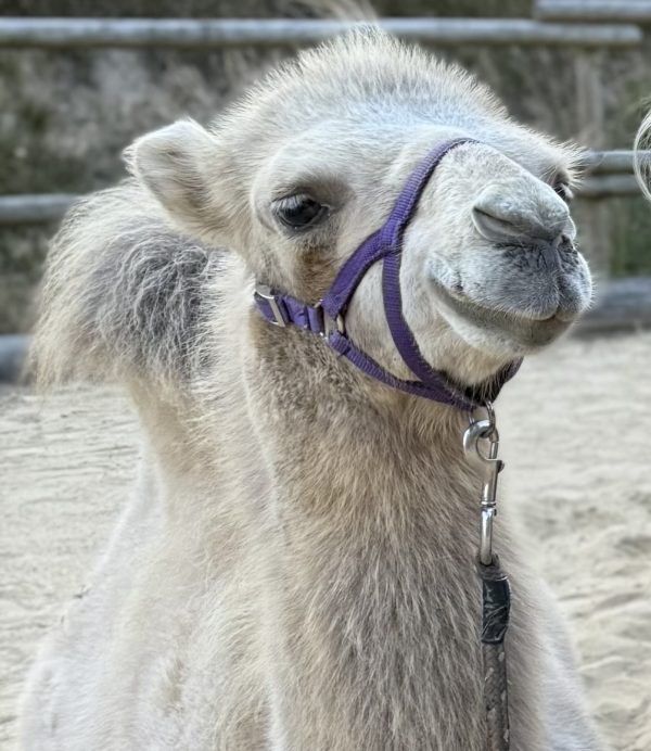 Trampeltiere