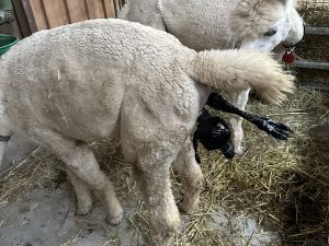 Neonatal Geburtsvorbereitungskurs mit Ilona Kindler